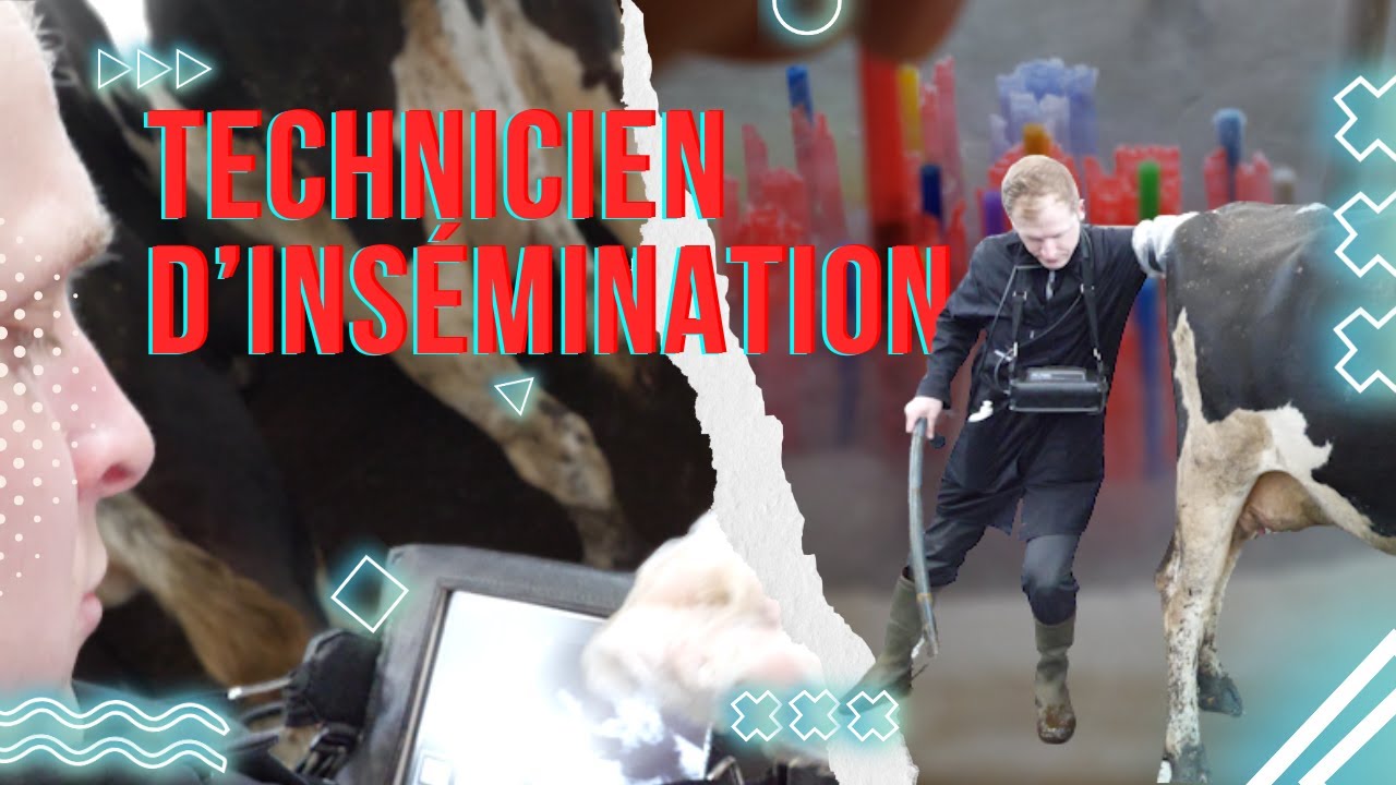 Inséminateur Bovin : Un Maillon Stratégique pour la Performance Reproductive du Troupeau