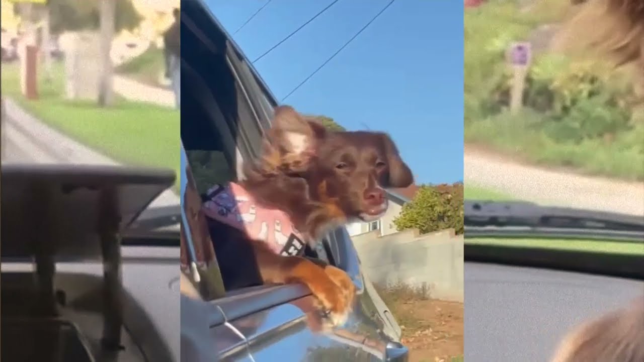 Earthbeat 101 | "Coco's Dream"