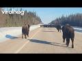 Bison Herd Hogging the Road || ViralHog