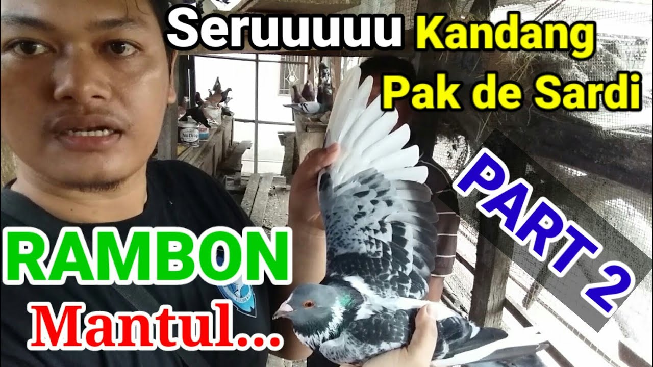Racing pigeons/Merpati pos/Rambon || review kandang pak de sardi part2 ...