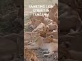 AMAIZING LION STREET IN TANZANIA Tanzania Trendingshorts Trending Tourism Respect Lion 