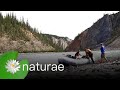 Exploring NWT Legendary Rivers - The National Parks Project - 105 - Nahanni