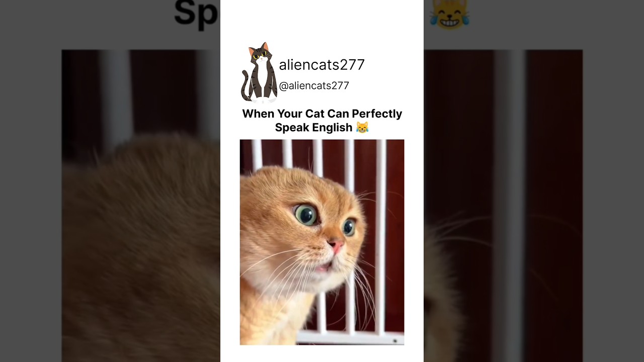 when your cat can perfectly speak english 🙀🐈 