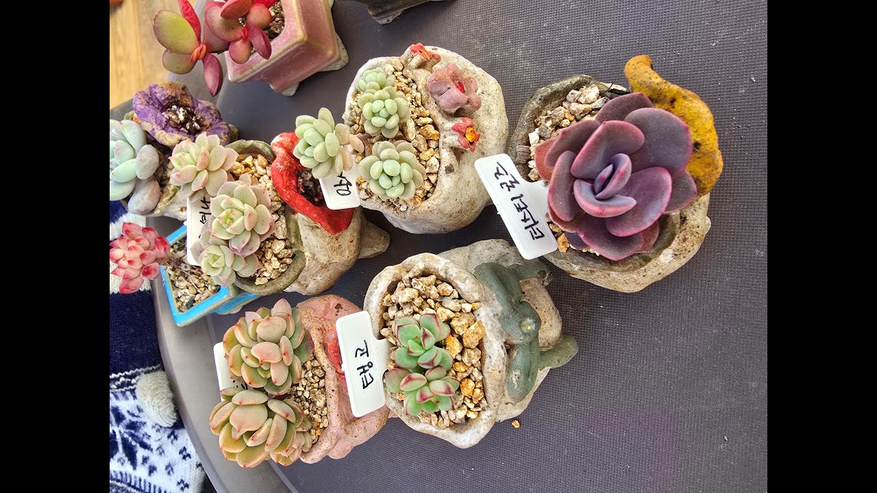 이런 화분에도 다육이를 키울 수 있다고?!