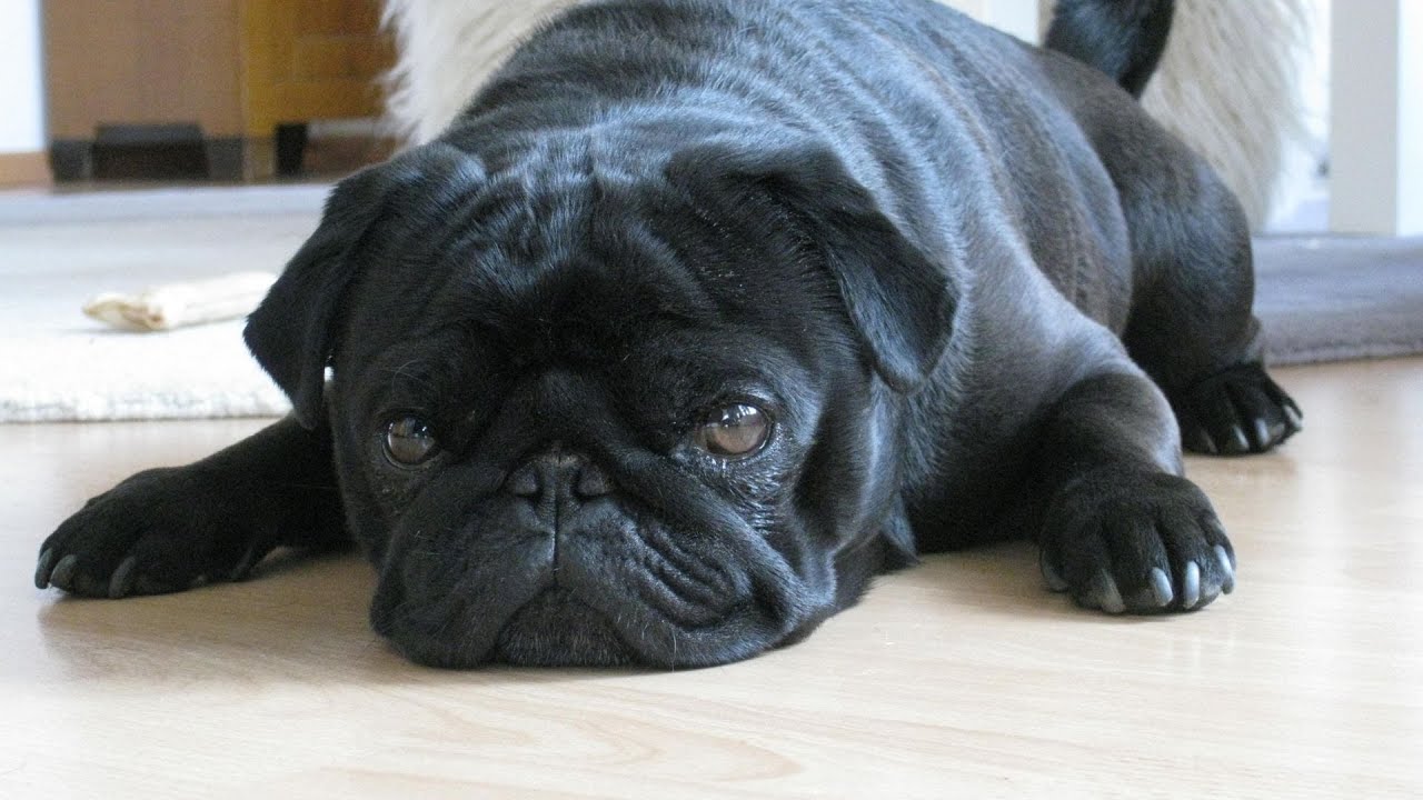 10 Tips to Prevent Pug Joint Problems in Adult Pugs