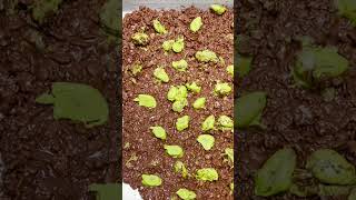 Easy Christmas Candy Recipe | Crispy Chocolate Bark