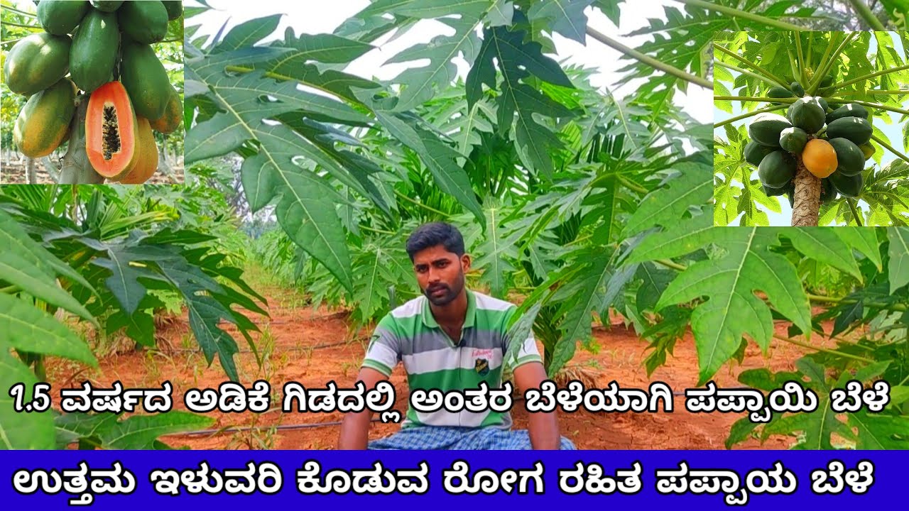 intercrop papaya | ಪಪ್ಪಾಯ ಕೃಷಿ | ಅಡಿಕೆ ತೋಟ |  arecanet  | adike bele. 15 pandra number papaya