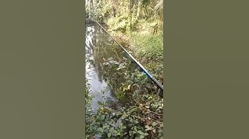 Trải Nghiệm Thực Tế cần Shimano Fishing 2 ngọn Phiên Bản mới . #đồcâuđạingáo #shorts