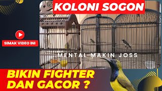 APAKAH SOGON WAJIB KOLONI❓APA MANFAAT KOLONI SOGON❓SIMAK SAMPAI HABIS❗