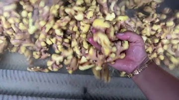 ( Phát trực tiếp ) - MÁY RỬA GỪNG - MÁY RỬA VÀ CHÀ VỎ CỦ NGHỆ CỦ GỪNG - MÁY RỬA CỦ QUẢ NÔNG SẢN