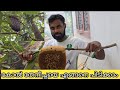 Florea honey can be taken without destroying the colonyhoney beebichuvlog