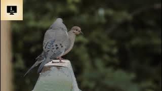 amazing birds HD video..#animals #amazing #cute #foryou #funny #pets #beautiful #love #viral #