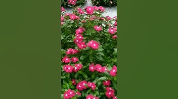 Varieties of vinca blooming #shorts