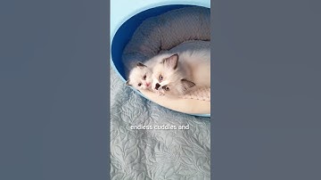 Bond between two ragdoll kittens 5 weeks apart in age #kitten #ragdolls #catlover