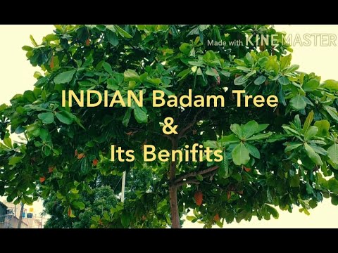 INDIAN Badam tree & its uses,benefits tamil, Terminalia catappa, Indian Almond,