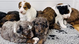 Bernedoodle puppies playing until tired (4 weeks old) by Regency Doodles 834 views 3 months ago 12 minutes, 7 seconds