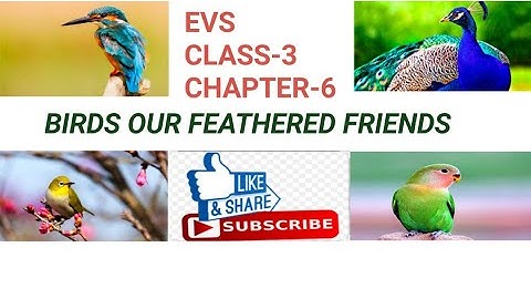 EVS CLASS-3  CHAPTER-6 BIRDS OUR FEATHERED FRIENDS IN Hinndi