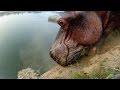 Challenges Faced by River Bulls