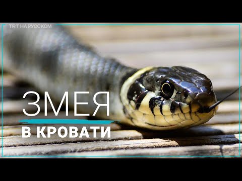 Женщина проснулась со