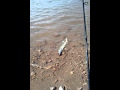 Bluewater lake tigermuskie