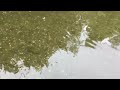 神戸どうぶつ王国お出かけクラブ実況中継