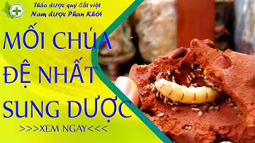 mối chúa đệ nhất sung dược, được ví như đông trùn hạ thảo dưới lồng đất