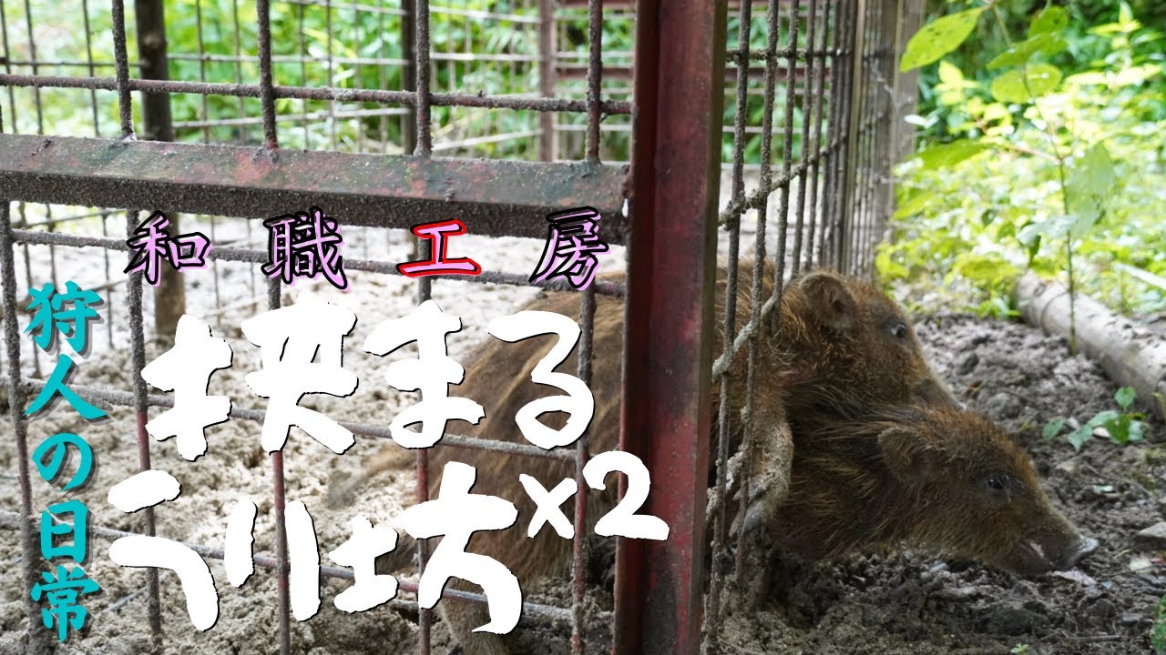 狩人の日常】猪家族/#1うり坊2匹｢捕｣ - YouTube
