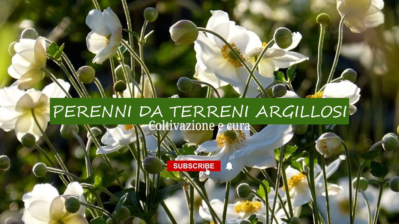 FIORI PERENNI PER TERRENI ARGILLOSI