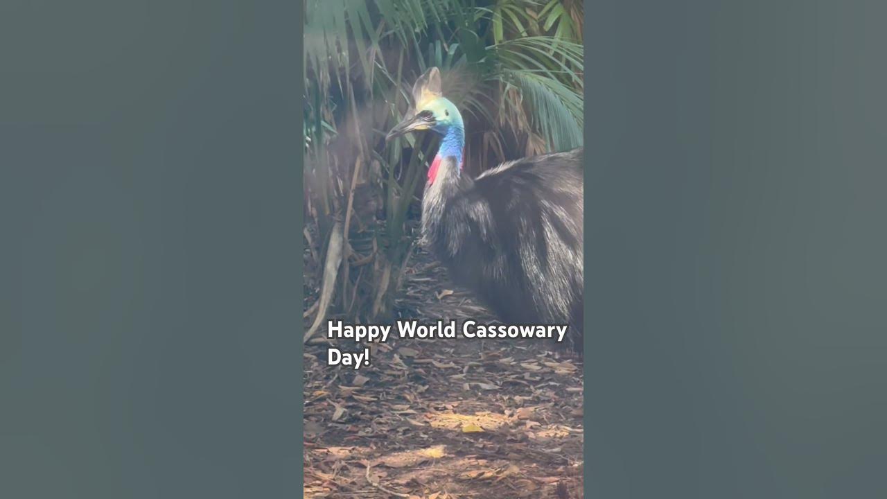 Happy World Cassowary Day! cassowary YouTube
