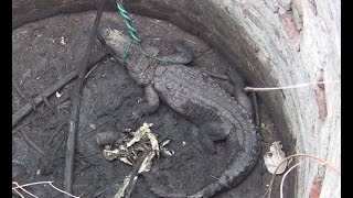 This crocodile rescued from well !
