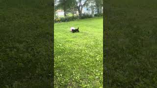 #funnyanimalshorts #puppy #cute #beachball #funny #puppygrowls #doglife #crazy