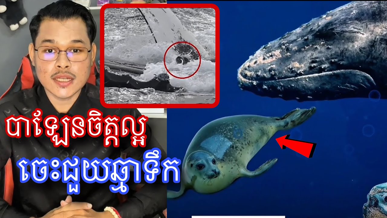 បាឡែនខៀវចិត្តល្អ ចេះជួយសង្គ្រោះកូនៗនឹងឆ្មាទឹកពីបាឡែនពេជឃាត I Mr.Veasna