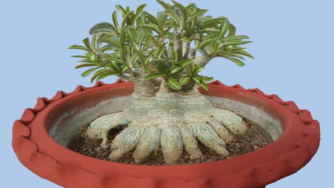 Bonsai of Adenium 2nd Phase Training for Radial Roots and Giant Caudex
