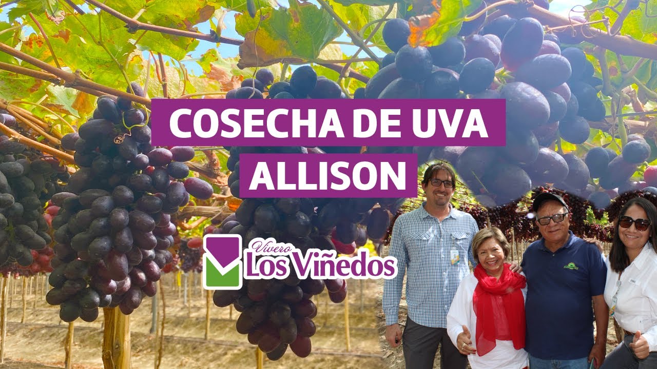 COSECHA DE ALLISON - Asica Farms