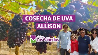 COSECHA DE ALLISON - Asica Farms