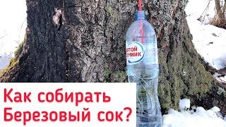 КАК СОБИРАТЬ БЕРЕЗОВЫЙ СОК?