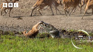 Crocodile attack at the watering hole 🐊 | Planet Earth III - BBC