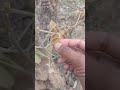 Live highlight