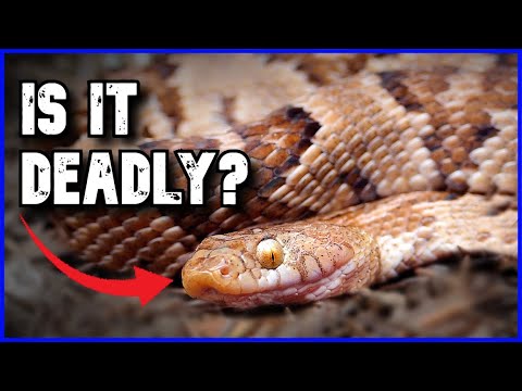 The Venomous Snake You've NEVER Heard Of! The Lyre Snake