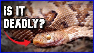 The Venomous Snake You've NEVER Heard Of! The Lyre Snake