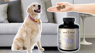 aniVital CaniAge – для полноценной жизни пожилых собак aniVital CaniAge – для полноценной жизни пожилых собак