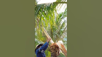 Xây Củ Hủ dừa #hienonha #shorts #fruit