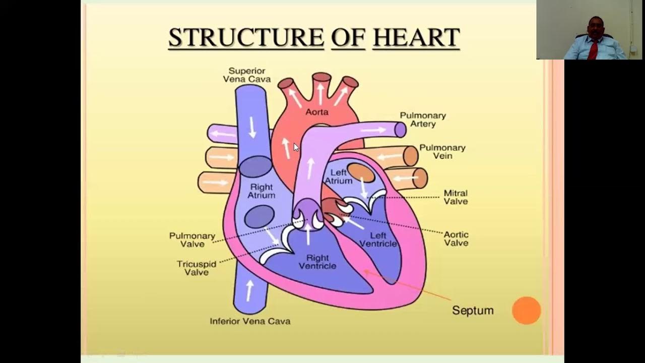 Human structure. Human Heart structure. The structure and function of the Heart. The structure of the Heart Anatomy. Human Heart scheme.