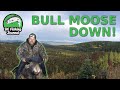 BC Moose Hunting - BULL DOWN {Catch Clean Cook}