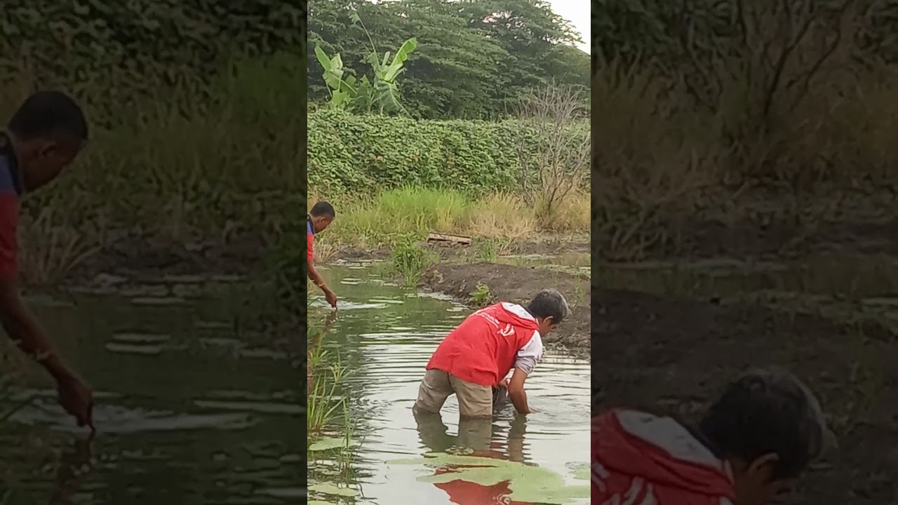 Mancing ikan nila, pakai umpan lumut dan ini area lumut