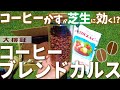 【捨てたらあかん】"コーヒーかす"で芝庭の土壌改良できるか大検証！