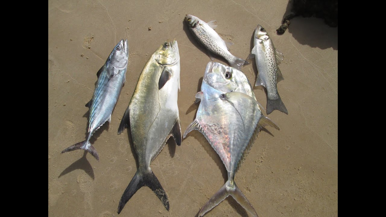 شرح صيد السمك بالطعم الصناعي (الراغلو) + الحصيلة (HD)