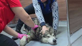 Волка заломали в клинике!