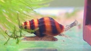 Assassin Snail hunting pest snail and shrimp