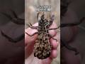 Prairie crayfish in southeast Wisconsin
